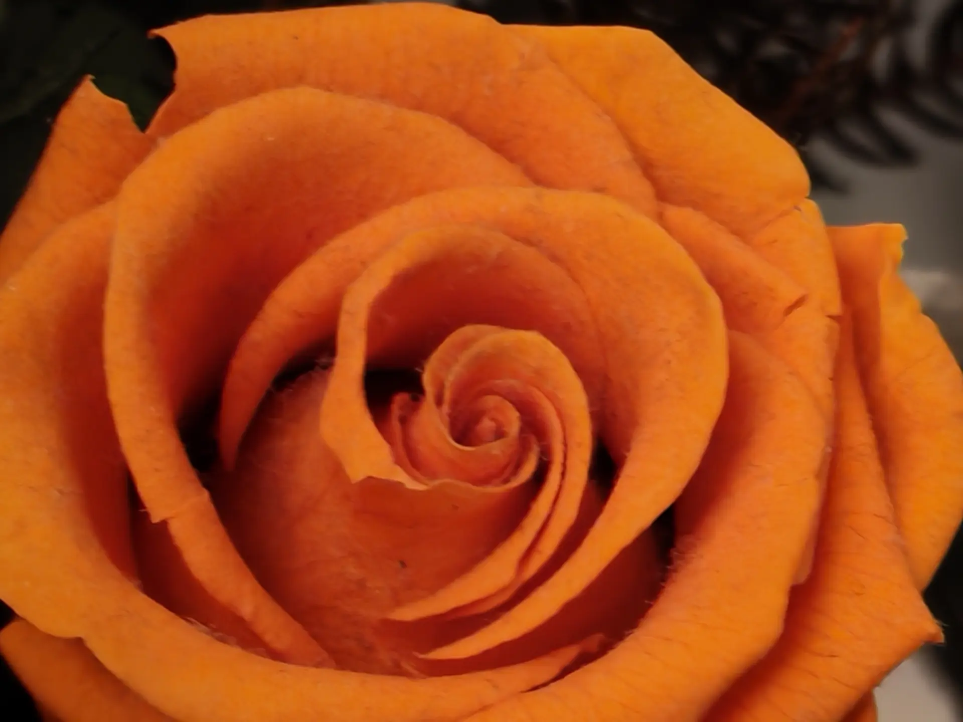 Una rosa con el Honor 400 5G